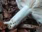 Kékhátú galambgomba (Russula cyanoxantha), Őrség